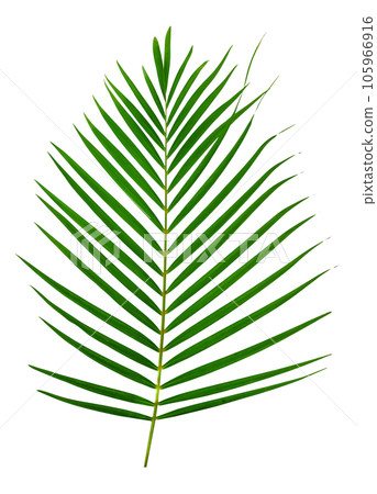 Green leaves pattern,leaf palm tree isolated 105966916