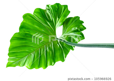 Green leaves pattern of tropical leaf plant isolated Green leaves pattern of tropical leaf plant isolated 105966926