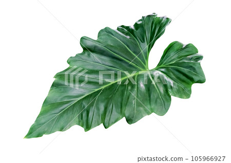 Green leaves pattern of tropical leaf plant isolated 105966927