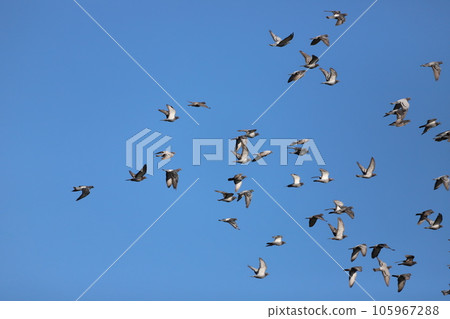 A flock of pigeons flying in the blue sky A flock of pigeons flying in the blue sky 105967288