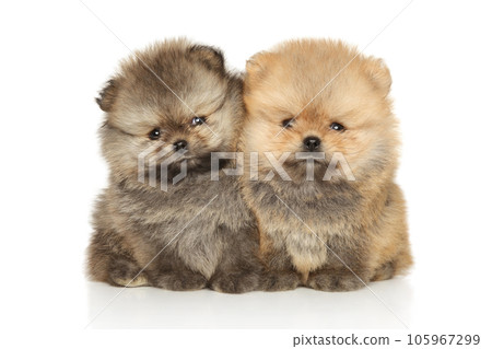 Two Pomeranian puppies lie on a white background Two Pomeranian puppies lie on a white background 105967299