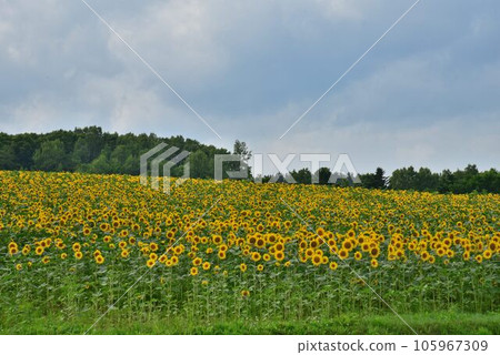 Summer in Hokkaido Kitataki Town Himawari no Sato 105967309