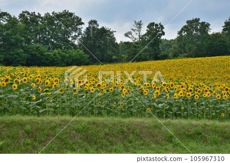 Summer in Hokkaido Kitataki Town Himawari no Sato Summer in Hokkaido Kitataki Town Himawari no Sato 105967310