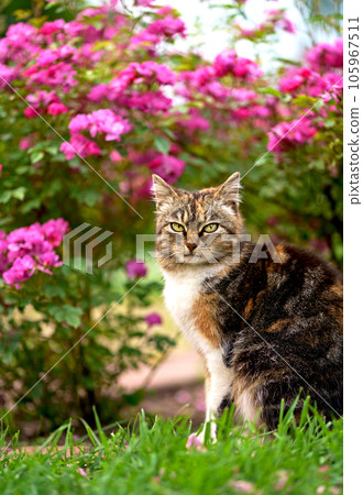 Cat portrait. Animal care. A cute domestic tricolor cat sits on the path under a bush of flowering roses on her yard. Beauty in nature, pet care, human next to animals 105967511