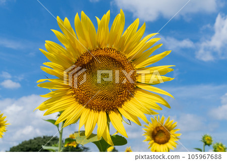 向日葵的花朵 向日葵的花朵 105967688