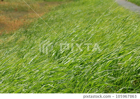 Inagawa riverbed, grass fluttering in the wind 105967863