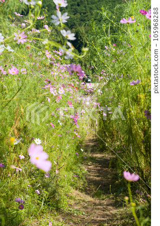 Cosmos in Toyo's Cosmos Village 105968288