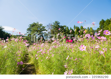 Cosmos in Toyo's Cosmos Village 105968290