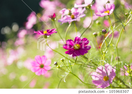 Cosmos in Toyo's Cosmos Village 105968307