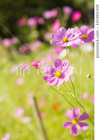 Cosmos in Toyo's Cosmos Village 105968309