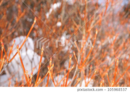 Akagi Shrine, Branches, Gunma Prefecture, Mt. Akagi, Ohora Akagi Shrine, Takuboku Tori Bridge, Winter Akagi Shrine, Branches, Gunma Prefecture, Mt. Akagi, Ohora Akagi Shrine, Takuboku Tori Bridge, Winter 105968537