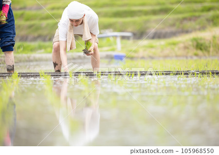 Rice planting farm image Rice planting farm image 105968550