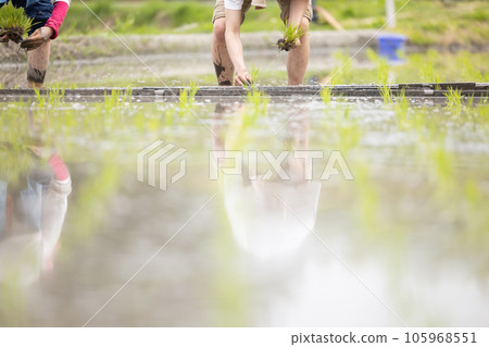 Rice planting farm image 105968551