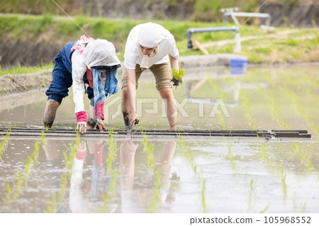 Rice planting farm image 105968552