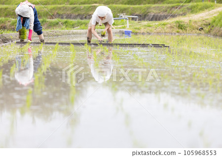 Rice planting farm image 105968553