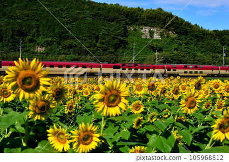 Sunflower field and Sunrise Izumo 105968812