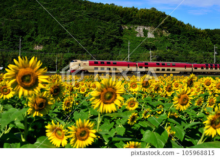Sunflower field and Sunrise Izumo 105968815