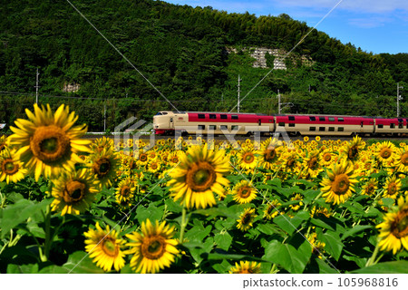 Sunflower field and Sunrise Izumo Sunflower field and Sunrise Izumo 105968816