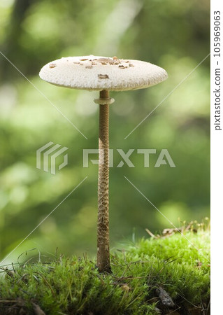 長野縣茅野市的陽傘蘑菇 105969063