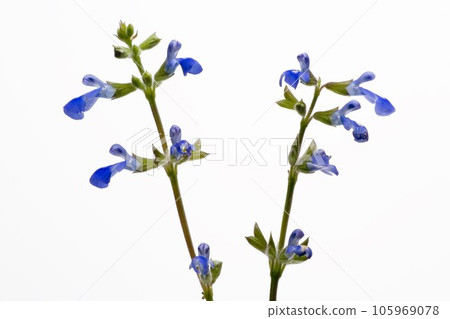 blue sage (herb) 105969078