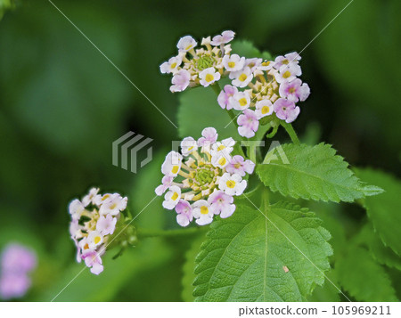 Lantana flowers blooming in the field 105969211