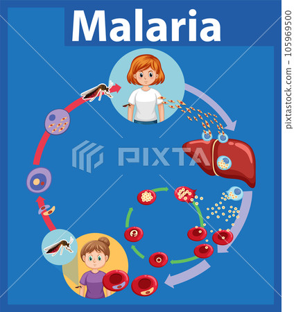 Life Cycle of Malaria Parasite: A Visual Guide 105969500