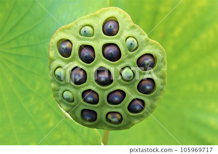 2022Lotus seeds found in a lotus pond in Aigo no Sato, Hatoyama, the happiest town in Japan 2022Lotus seeds found in a lotus pond in Aigo no Sato, Hatoyama, the happiest town in Japan 105969717