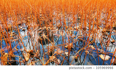 冬季忍者池景觀 105969998