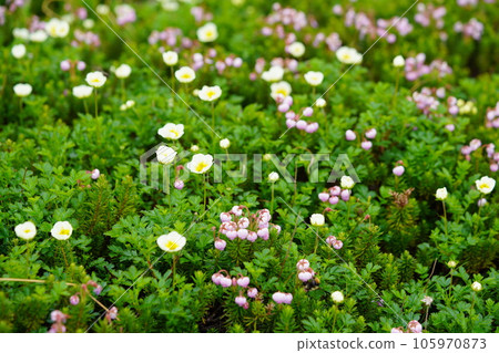 Flower garden of Chinguruma and Tsugazakura Flower garden of Chinguruma and Tsugazakura 105970873