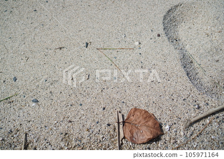 Leaves and branches washed up on the beach Leaves and branches washed up on the beach 105971164