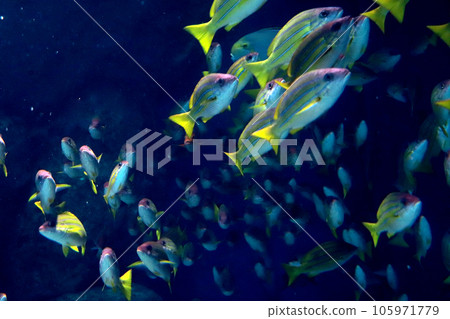 鯛魚群 鯛魚群 105971779