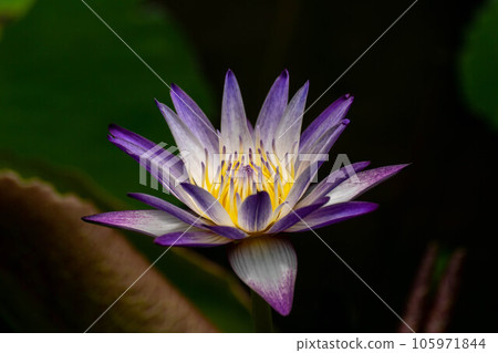  Lotus 105971844