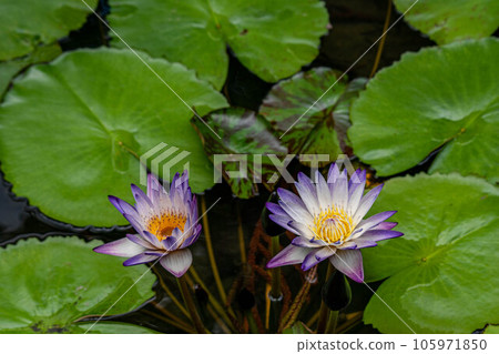 Lotus Lotus 105971850