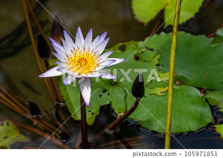 Lotus Lotus 105971851