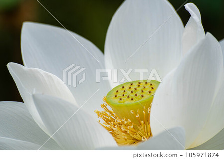  Lotus 105971874