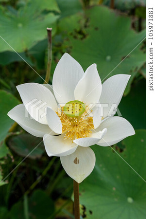 荷花 105971881