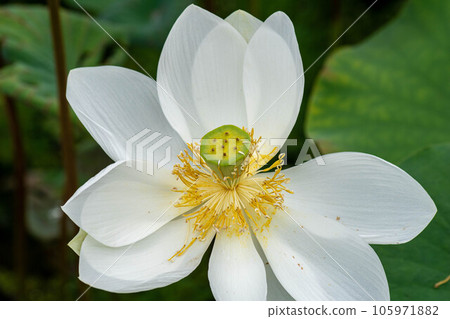  Lotus 105971882