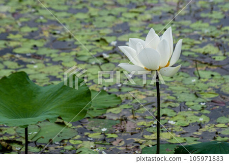  Lotus 105971883