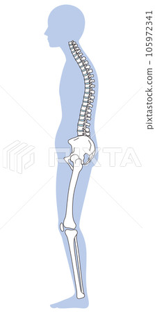 Posterior pelvic tilt posture Pelvic tilt Posterior pelvic tilt posture Pelvic tilt 105972341