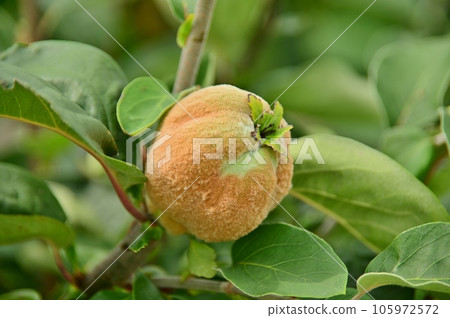 immature quince fruit 105972572