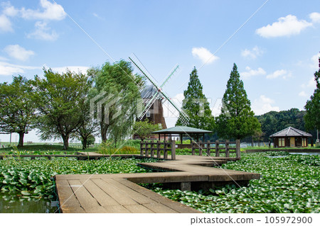 Summer scenery ~ Akebonoyama Agricultural Park 105972900