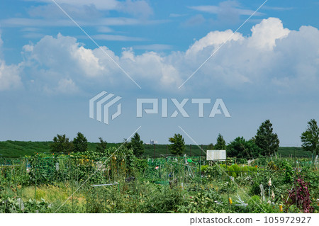 Summer scenery ~ Akebonoyama Agricultural Park 105972927