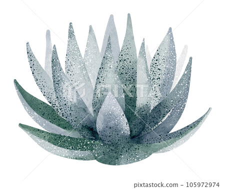 Green aloe vera plant, watercolor illustration, hand drawn, botanical painting on isolated white background 105972974