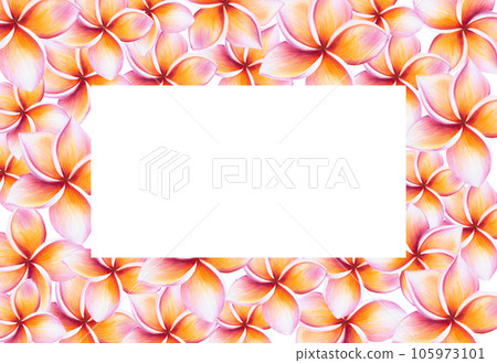 Watercolor frame with realistic tropical illustration of plumeria flowers with leaves isolated on white background. Beautiful botanical hand painted frangipani clip art. For designers, spa decoration, 105973101