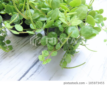 Peperomia Turtle 105973455