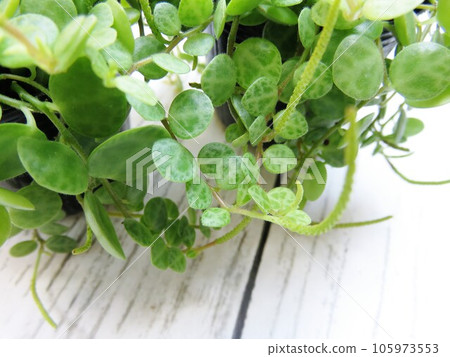 Peperomia Turtle 105973553