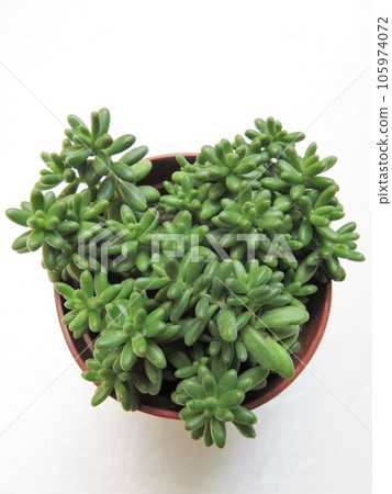 貝拉－德因韋爾諾 105974072