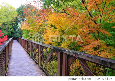 Autumn leaves of Manpuku Memorial Park Natural and Cultural Gardens Autumn leaves of Manpuku Memorial Park Natural and Cultural Gardens 105974146