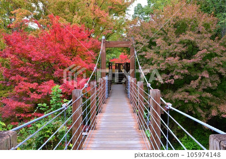 Autumn leaves of Manpuku Memorial Park Natural and Cultural Gardens 105974148