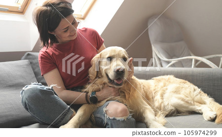 Pretty girl with golden retriever dog sitting on sofa and petting doggy. Young woman with purebred pet labrador in loft room Pretty girl with golden retriever dog sitting on sofa and petting doggy. Young woman with purebred pet labrador in loft room 105974299